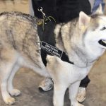 Psychiatric Service Dogs & Emotional Support Animals Law